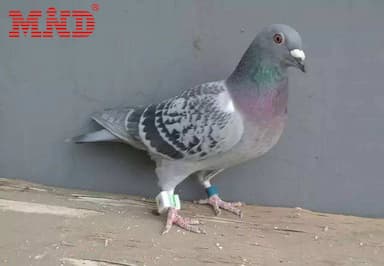 bincial